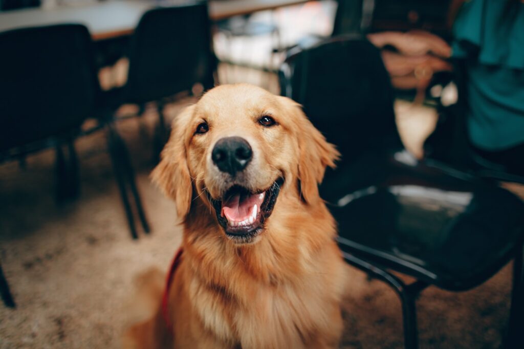 A golden retreiver dog sitting down and looking at the camera