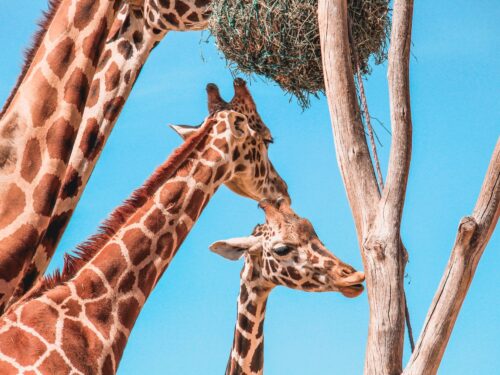 The ideal safari-themed destinations for you and the family in the USA