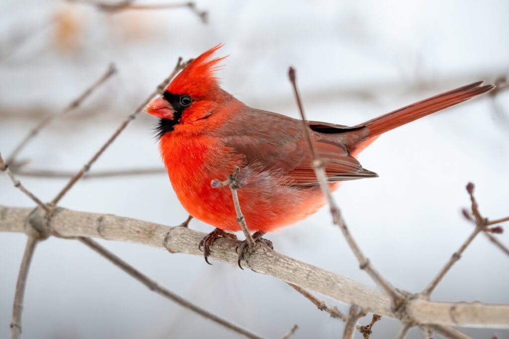 A red cardinal perched on a branch, creating a fun and family-friendly outdoor activity to observe.